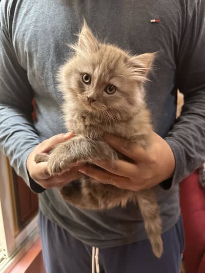 Persian semi punch triple coated kitten