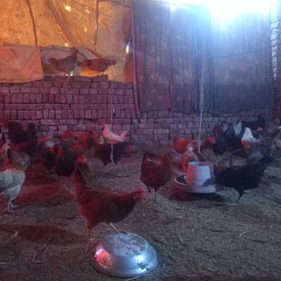 Andy Wali Murgiyan ( 100+ Hens )