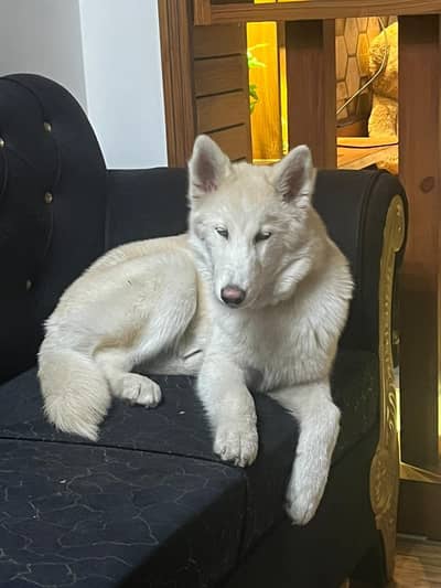 Siberian husky wolly coated