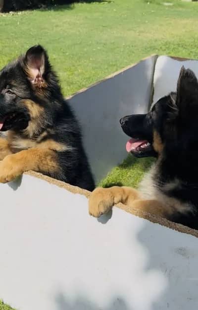 German Shepherd 03262839519