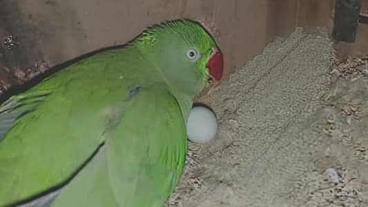 Ringneck breeder pair