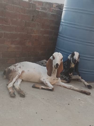 Makhi chena Bakra
