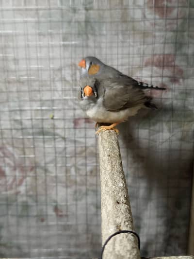 Finches breeder pair