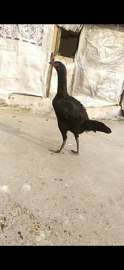 PURE ASEEL WALETTI EGG LAYING FEMALE