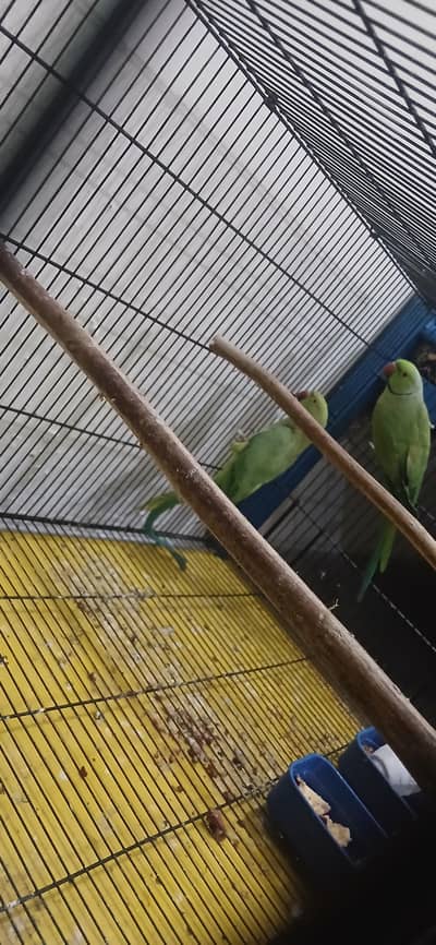 Ringneck breeder pair