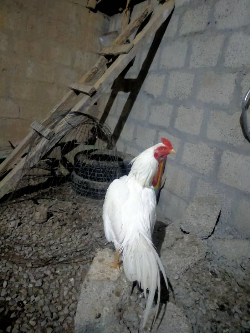 breader pair  and patha 0