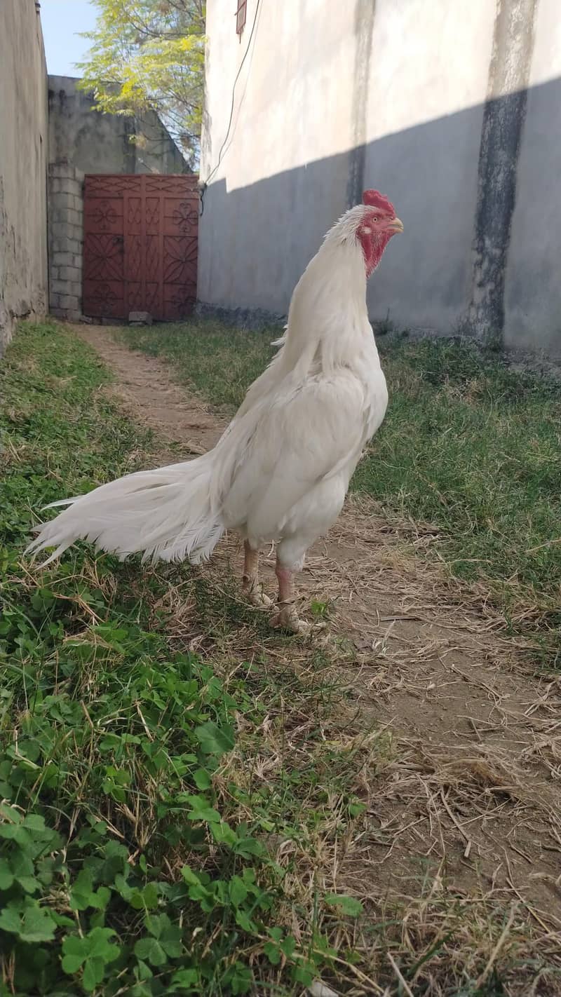 breader pair  and patha 1