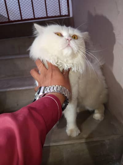 pure white persian breed