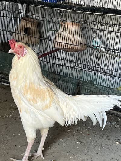 Aseel murgha 10 month ka h ghr ka bacha h