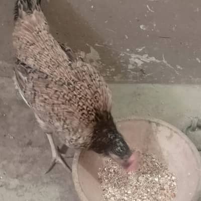 murga and murgi for sell