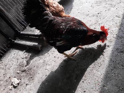 Murga ur murgian sale