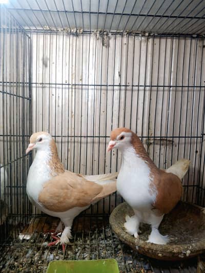 Breeder pair full active and healthy