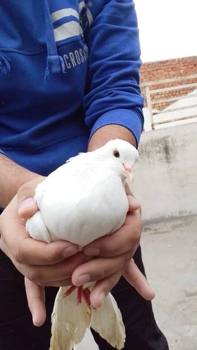 white fancy pigeon
