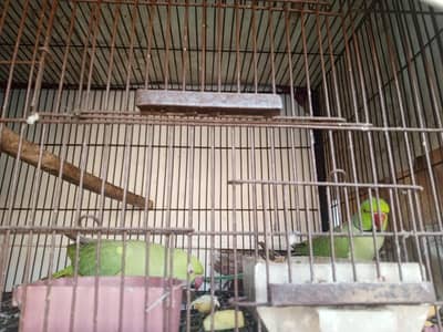green parrot female breeder