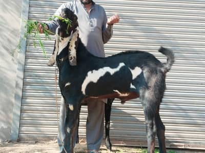 fresh 2dant bakra sale
