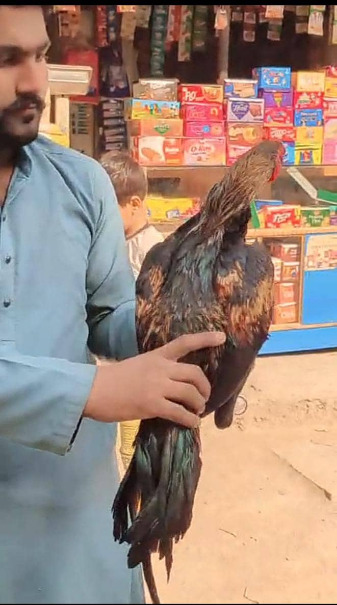 pure mianwali sawa 1