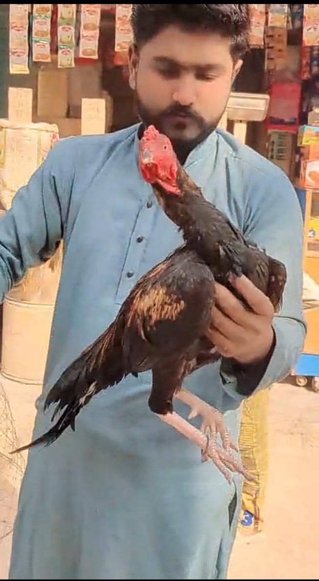 pure mianwali sawa 2