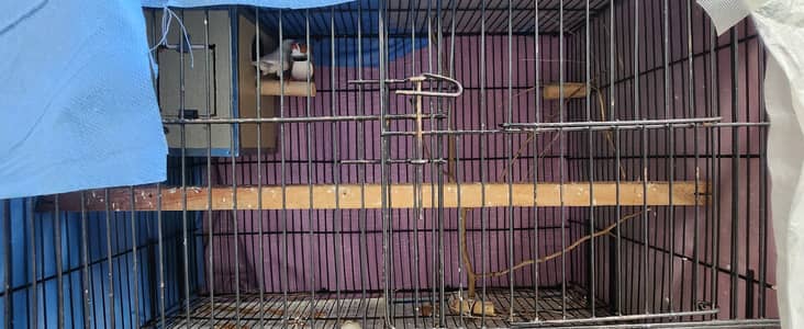 Finches for sale with cage