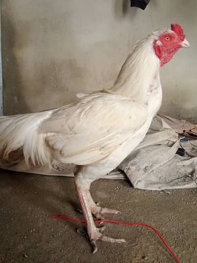 White aseel heera murgha murghi pair