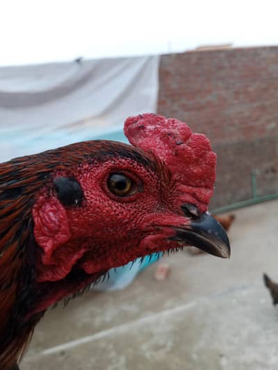 pyour panus pkoya ready to session