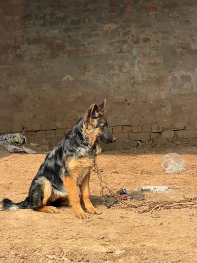 Long coat female puppy