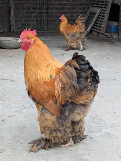 Colored Golden Buff Males for Sale – Healthy & Beautiful Birds!