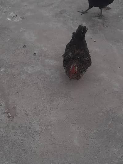 desi hen