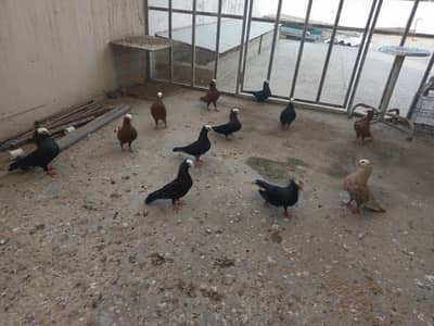 Mukhi pigeon different colours