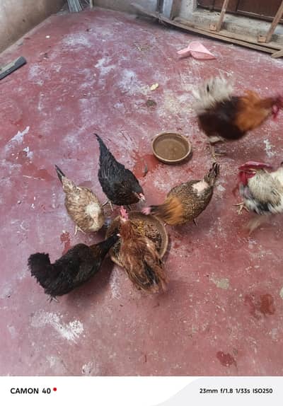 misri murga & murgii