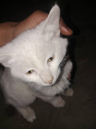 whit cat bila eys yellow