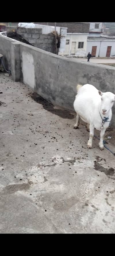 A plus quality tada pair for sale.