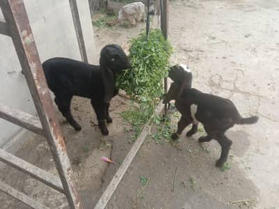 nagra in or balack battle bacha