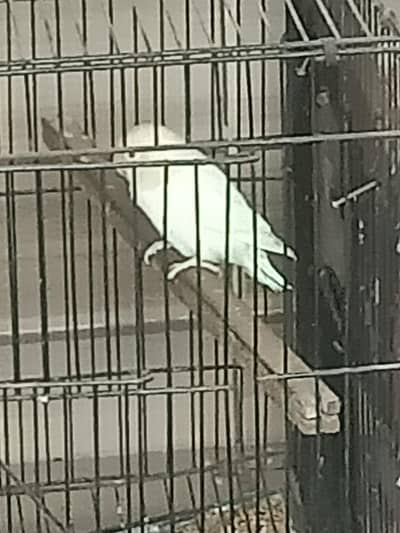 Cocktail and Albanoe Red eyes