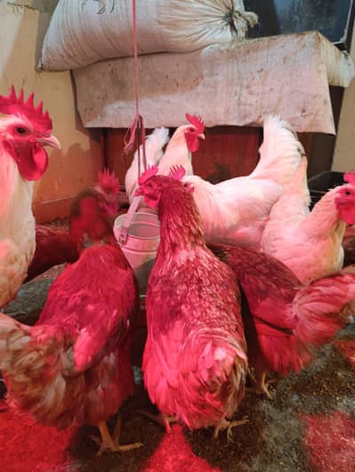 loman brown egg laying hen for sale