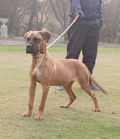 Bull mastiff male pup available for pet lovers