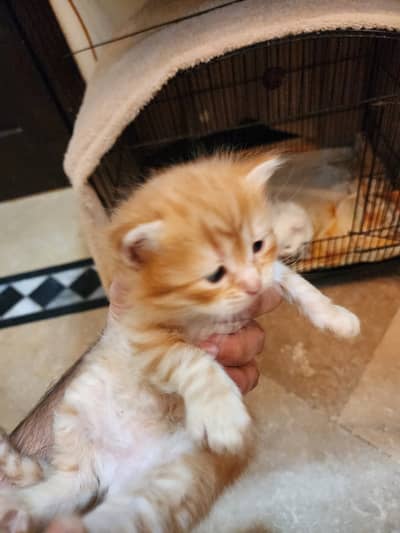 Persian Tripple coat kittens