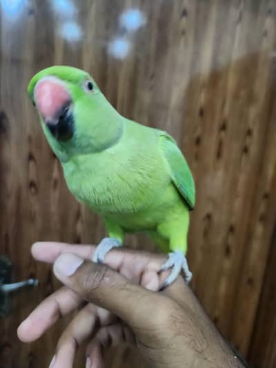 hand tame parrot