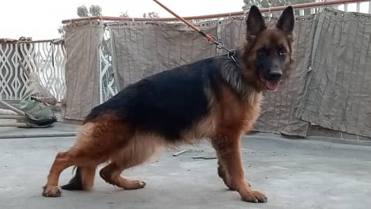 German shepherd female available (03037168210)