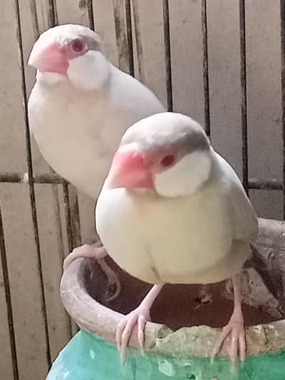 Fawn Java Female and Silver Male