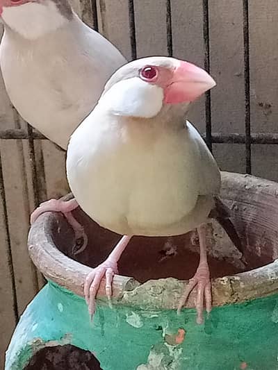 Fawn Java Female and Silver Male