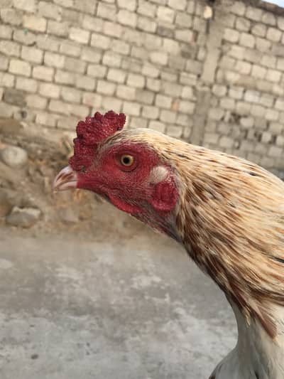 Aseel murga for sale