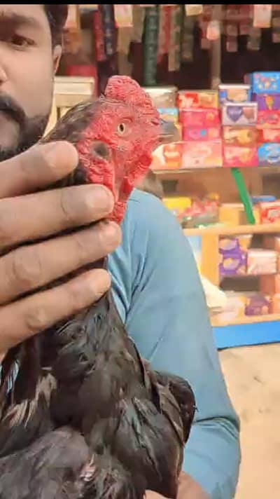 pure mianwali sawa murga