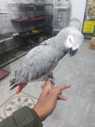 African grey parrot for sale