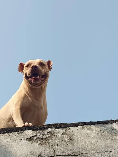 pitbull for sale urgent