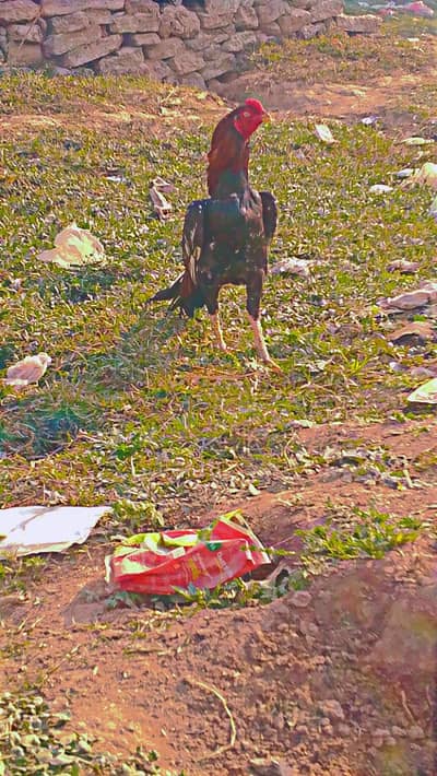 I'm selling my aseel bird. . . 03156945657