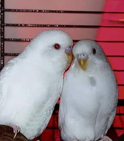 red eyes budgies pair hand tame