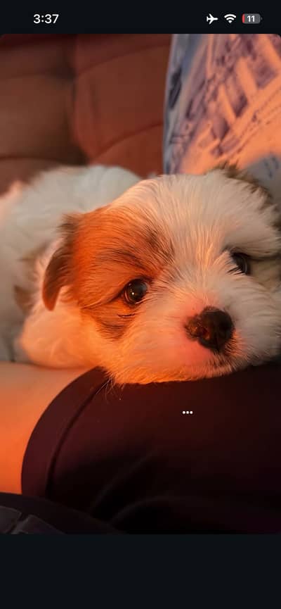 Shihtzu puppy 03075273683