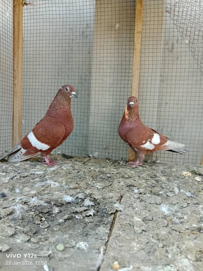 2 unabi males . . 2 pishori female