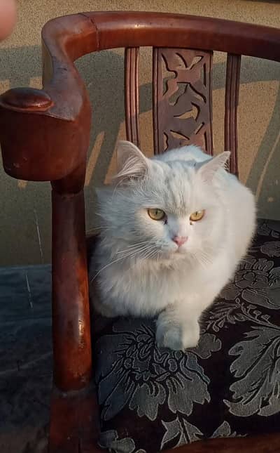 it's is a Persian cat