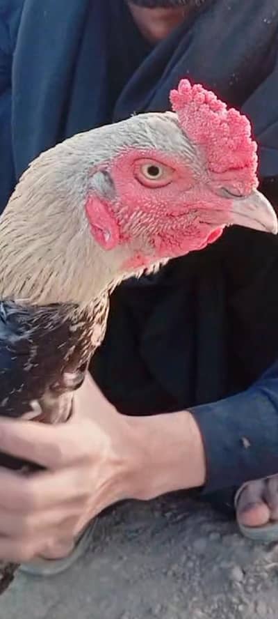 mianwali jagiri cross